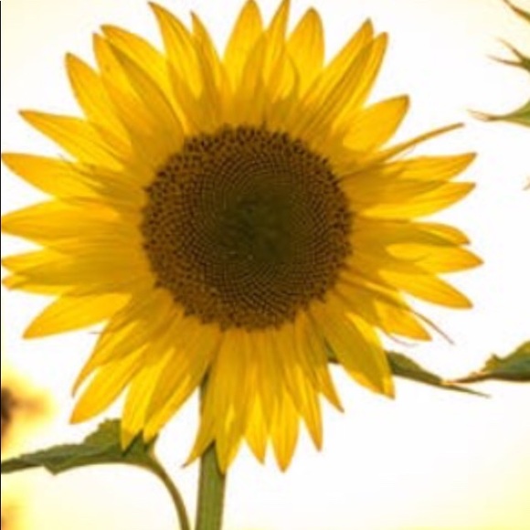 Meet your Posher, Ronda - Picture 1 of 1